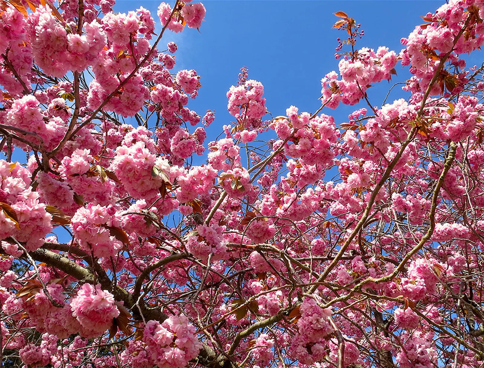 Sakura atau Hazakura? Ini Lho 6 Fakta Unik Dibalik Bunga Nasional Jepang