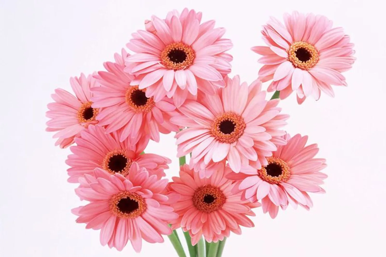 Ini Makna Tersembunyi di Balik 7 Bunga yang Diberi Pacar Kamu