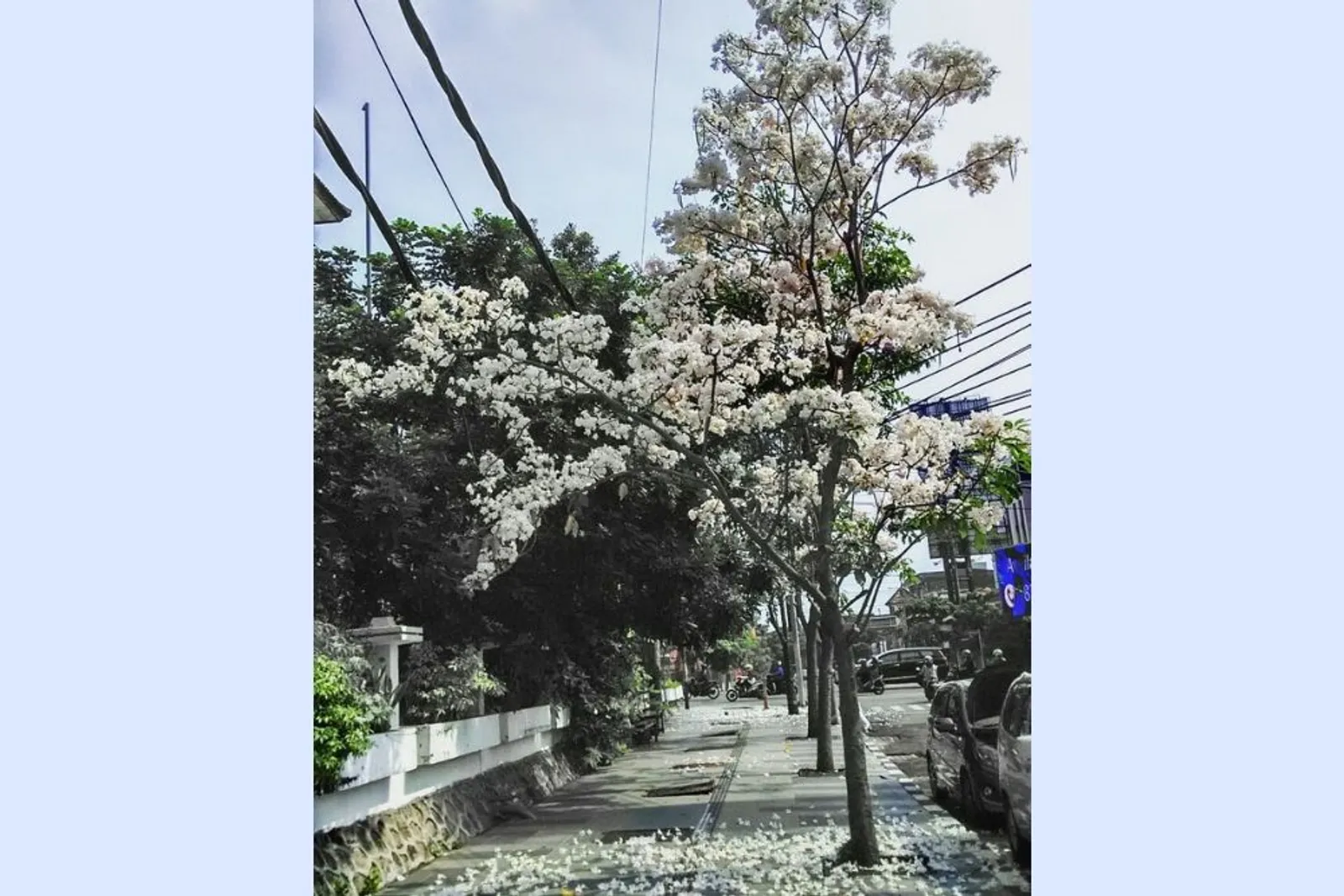 Jalan-Jalan ke Surabaya, Jangan Lupa Lihat Bunga Tabebuya