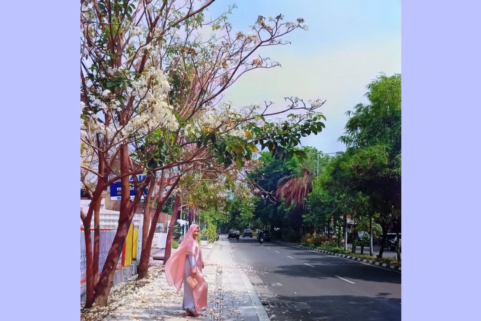 Jalan-Jalan ke Surabaya, Jangan Lupa Lihat Bunga Tabebuya