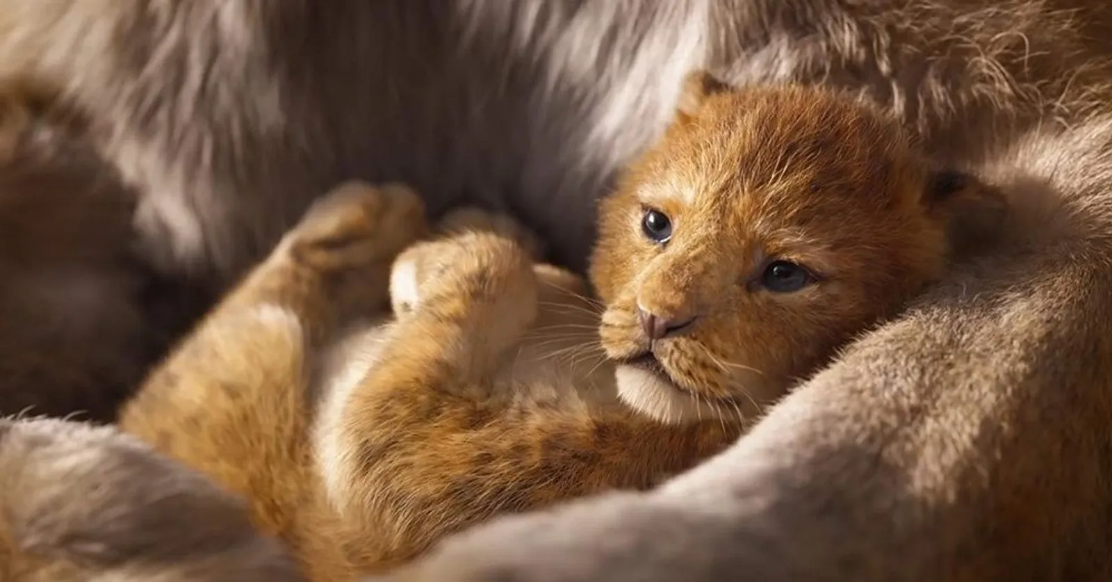 Membandingkan Dua Versi Trailer Film The Lion King, Mirip Nggak Sih?