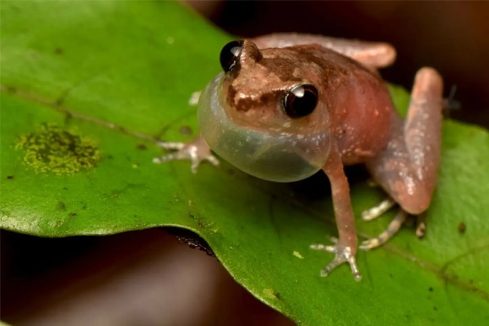 Bornean Frog Race, Belajar Mengetahui Jenis Amfibi dan Konservasinya