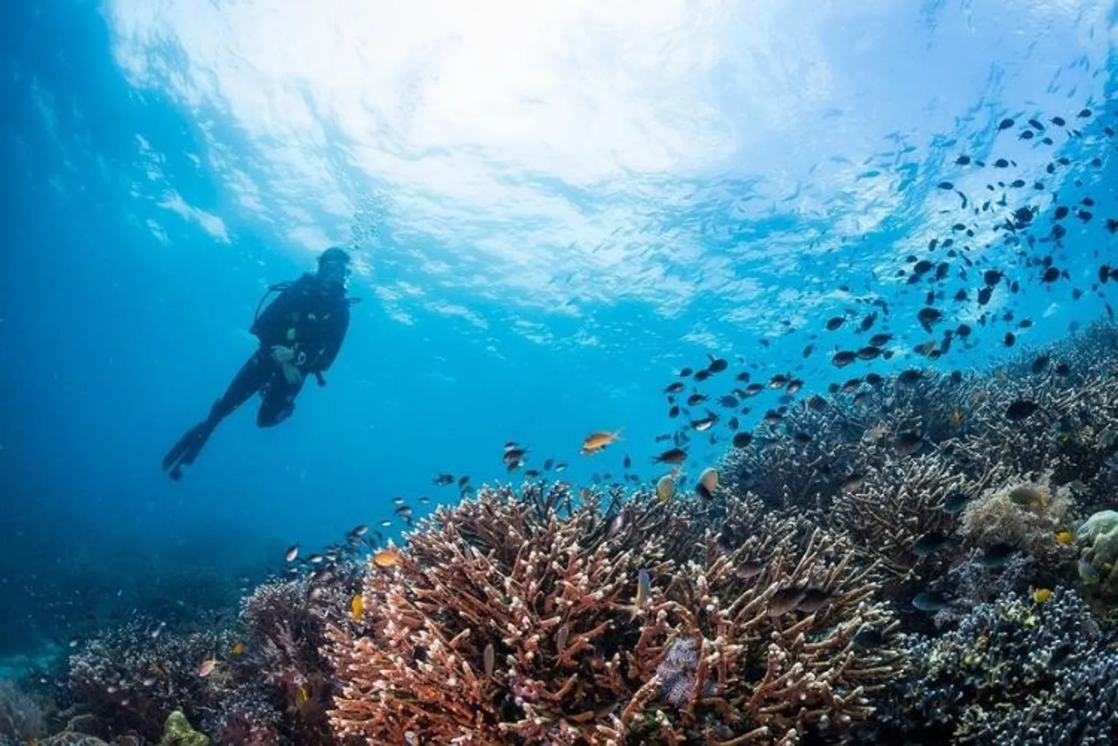 Hobi Snorkeling atau Diving? Kamu Wajib Datang ke Tempat Ini