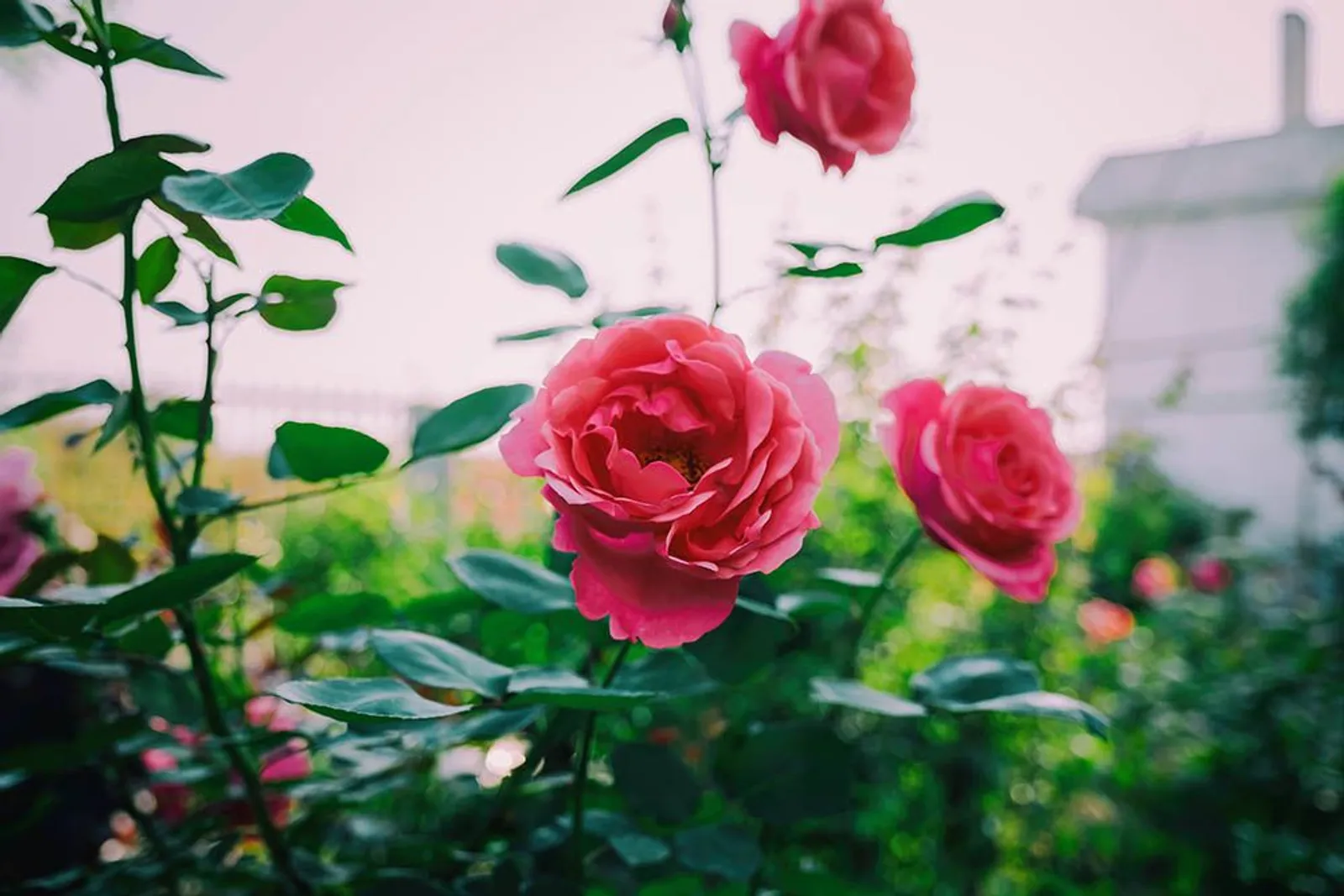 12 Arti Bunga Mawar Berdasarkan Warnanya