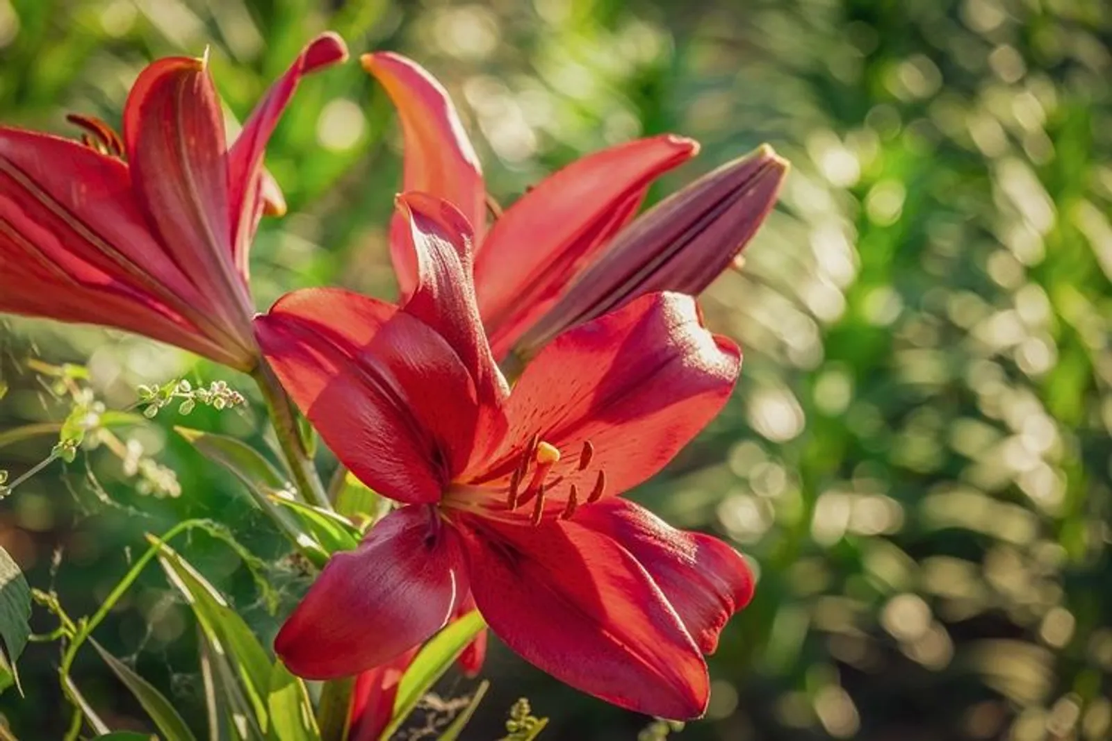 Arti Bunga Lily Berdasarkan Warnanya