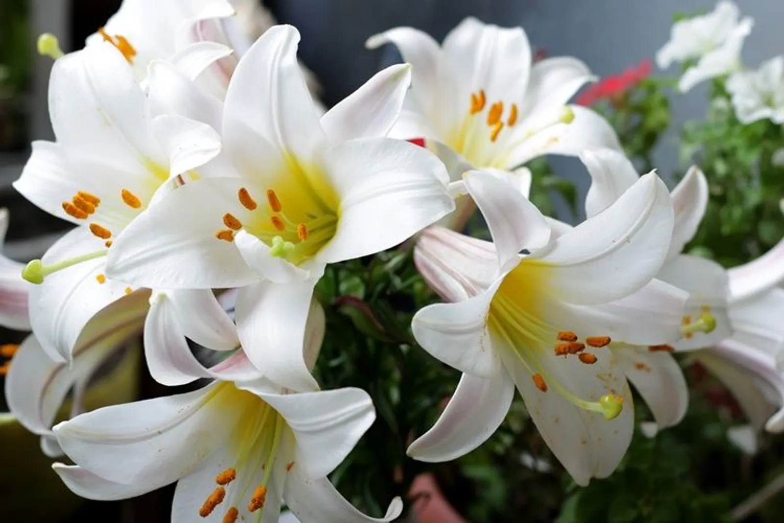 Arti Bunga Lily Berdasarkan Warnanya