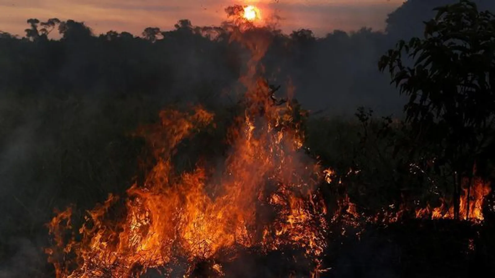 Mengerikan, Kebakaran di Hutan Amazon Sampai Terlihat di Ruang Angkasa