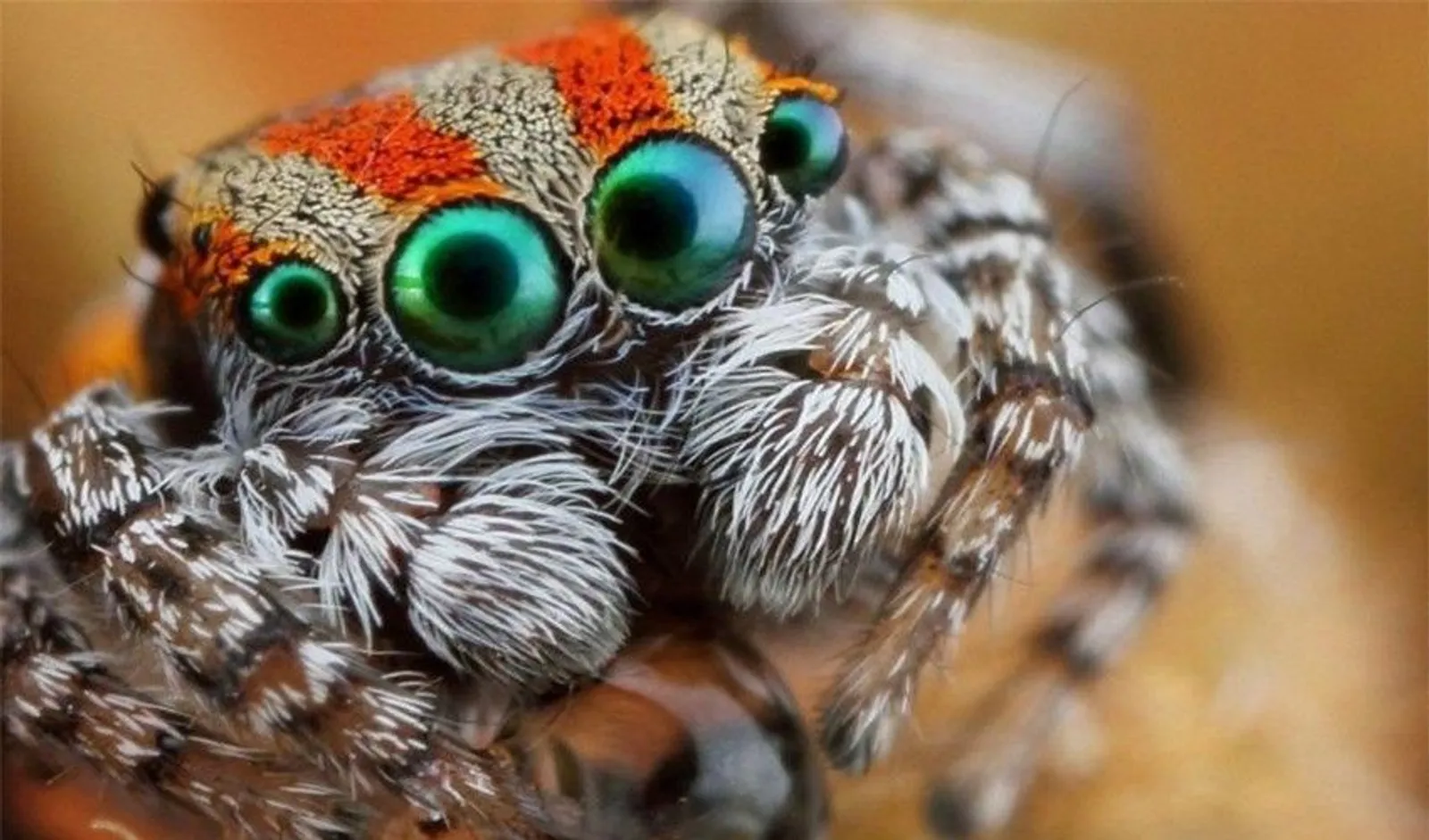 Kalau Merinding Lihat 15 Gambar Ini, Mungkin Kamu Idap Arachnophobia