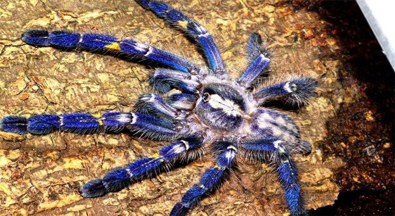 Kalau Merinding Lihat 15 Gambar Ini, Mungkin Kamu Idap Arachnophobia