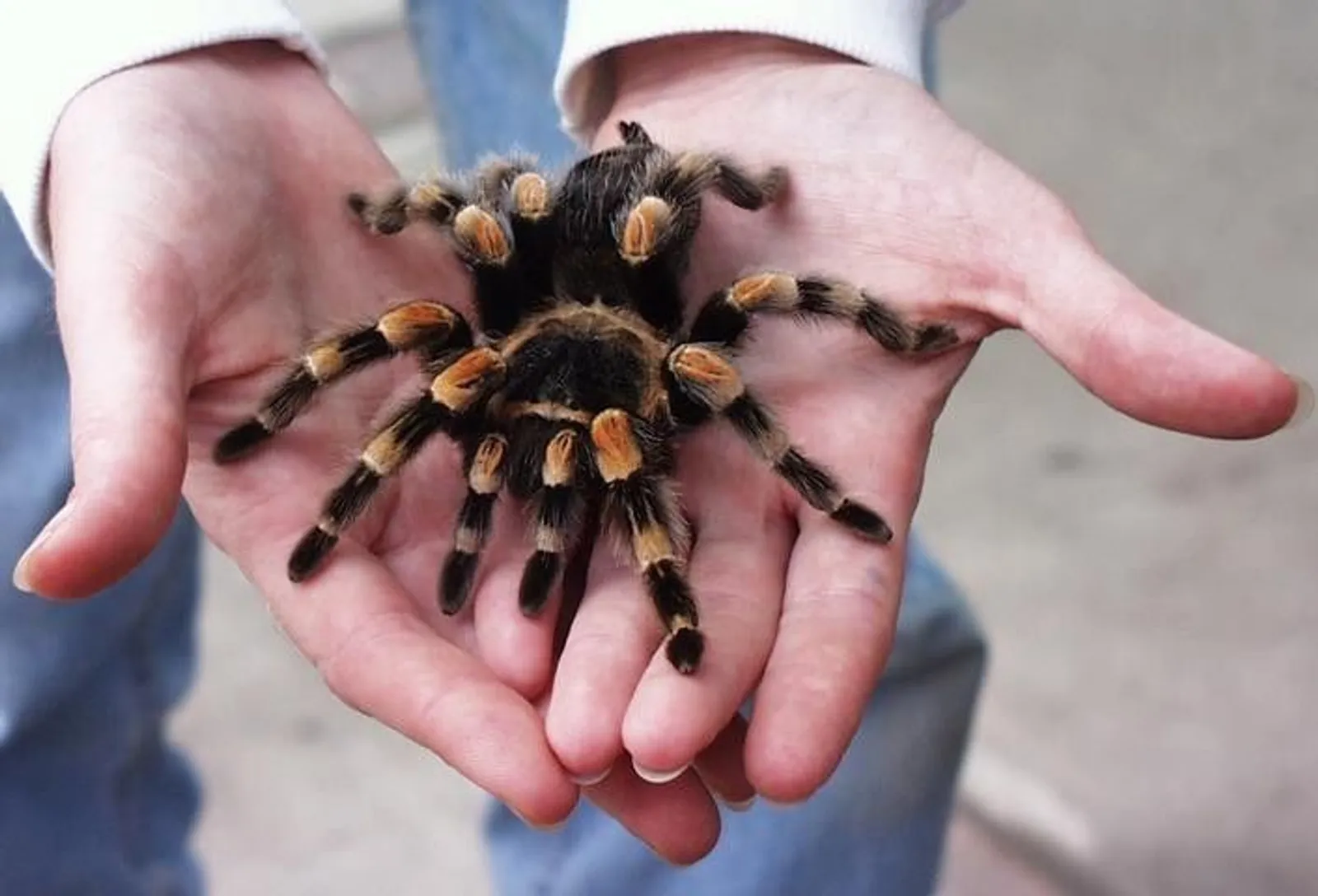 Kalau Merinding Lihat 15 Gambar Ini, Mungkin Kamu Idap Arachnophobia