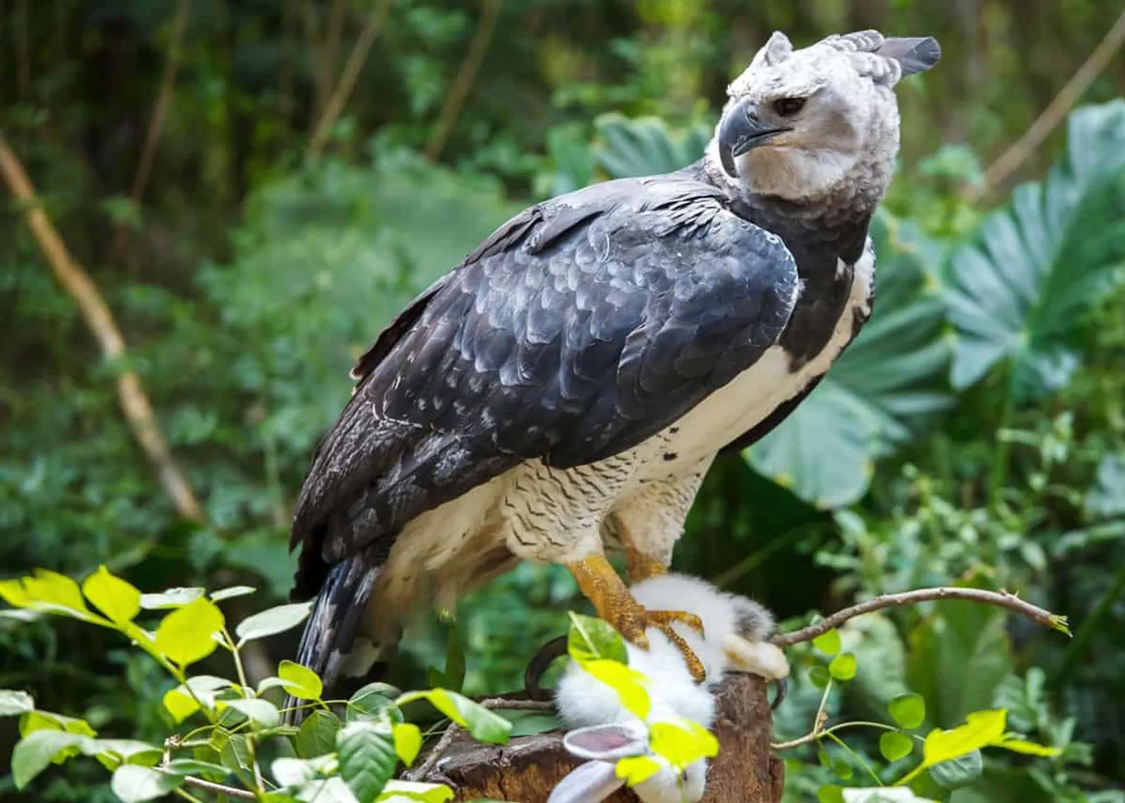 7 Fakta Elang Harpy, Burung Terbesar di Dunia yang Langka