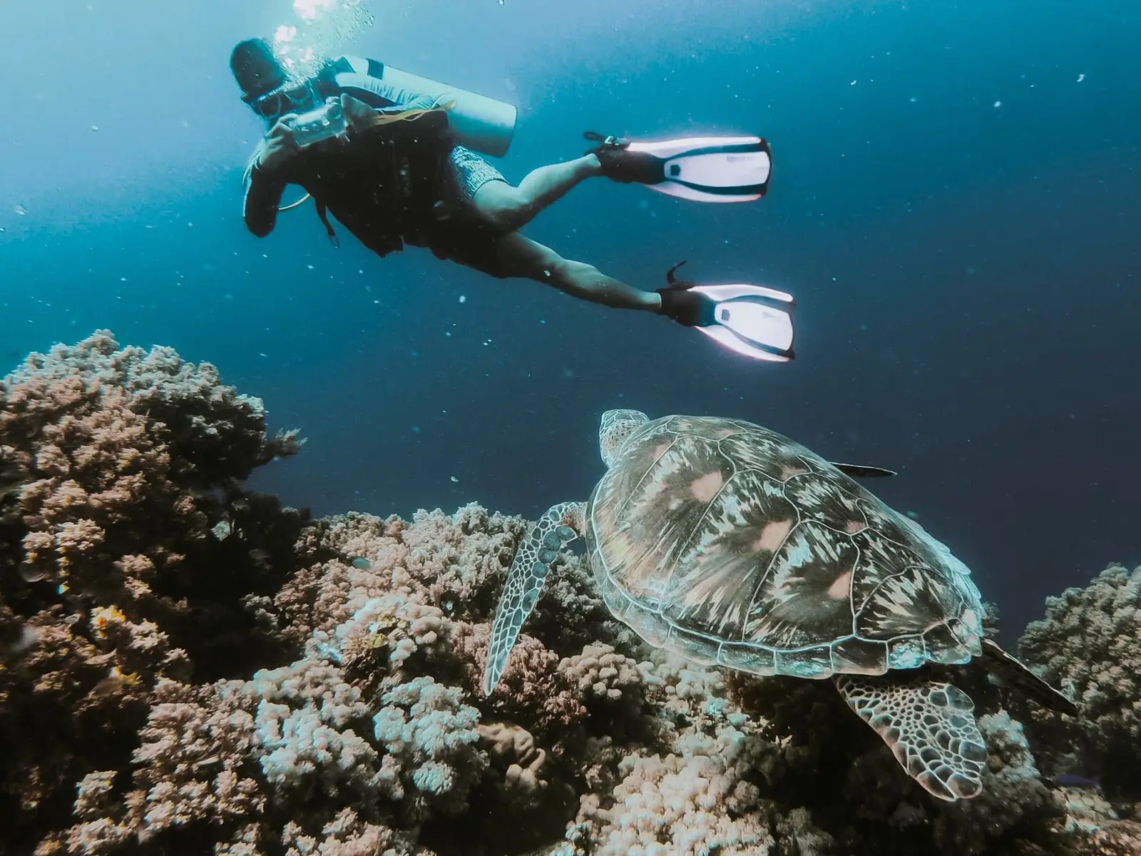 Hal yang Harus Kamu Tahu Saat Snorkeling Pertama Kali 