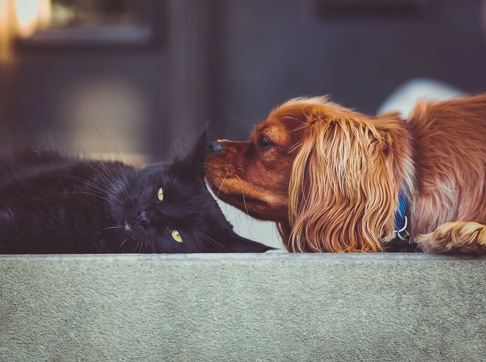 12 Tips Mudah Membersihkan Rumah Bagi Pemelihara Kucing dan Anjing