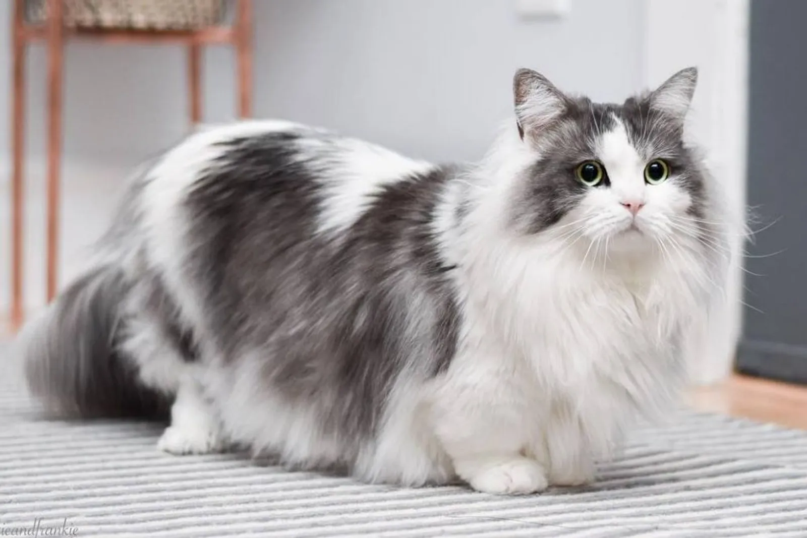 9 Fakta Kucing Munchkin, Si Mungil Penuh Kontroversi