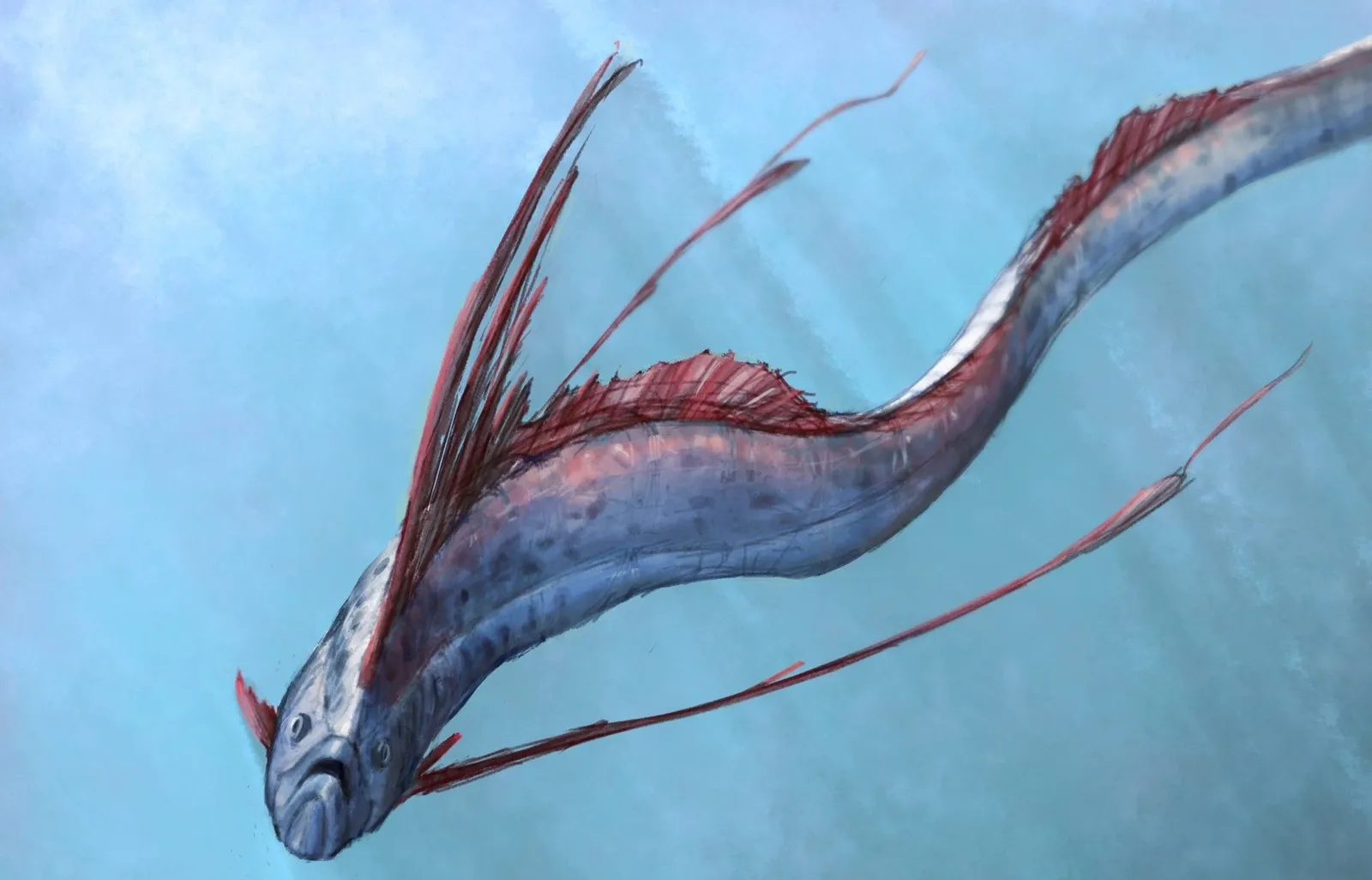 9 Fakta Oarfish, Makhluk Laut yang Dianggap Jadi Penanda Bencana 