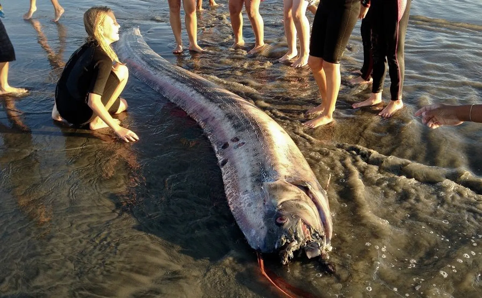 9 Fakta Oarfish, Makhluk Laut yang Dianggap Jadi Penanda Bencana 