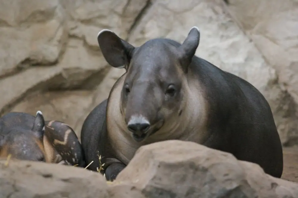 11 Fakta Unik Tapir, Pernahkah Kamu Melihat Hewan Ini Secara Langsung?