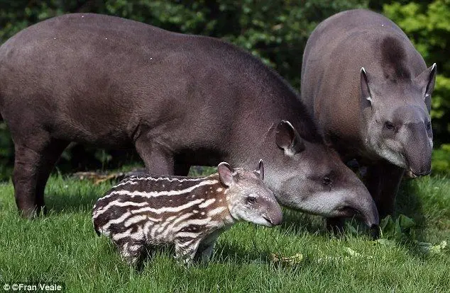 11 Fakta Unik Tapir, Pernahkah Kamu Melihat Hewan Ini Secara Langsung?