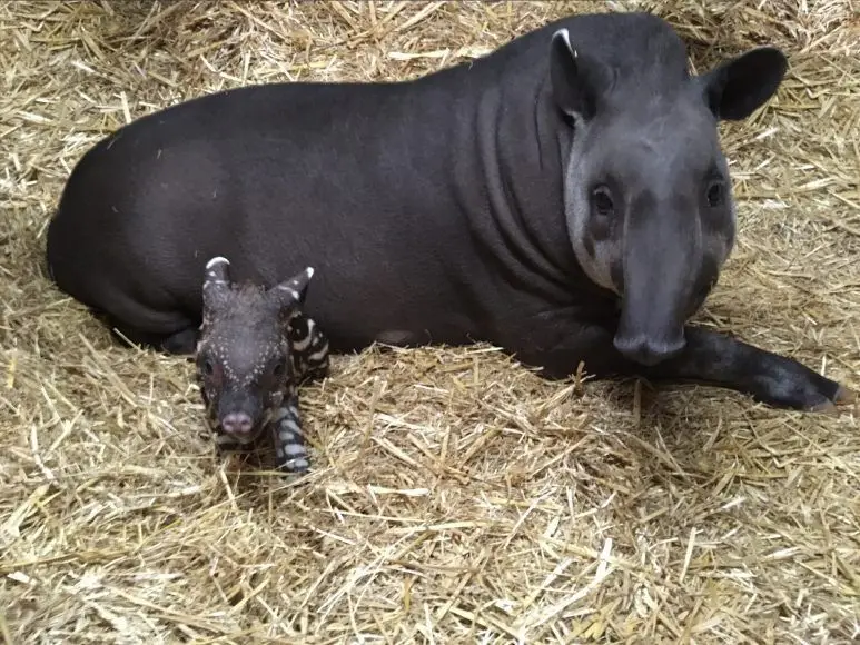 11 Fakta Unik Tapir, Pernahkah Kamu Melihat Hewan Ini Secara Langsung?