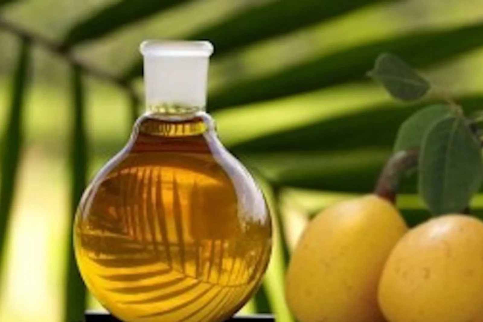 Mengenal Marula Oil, Kandungan Skincare yang Serbaguna