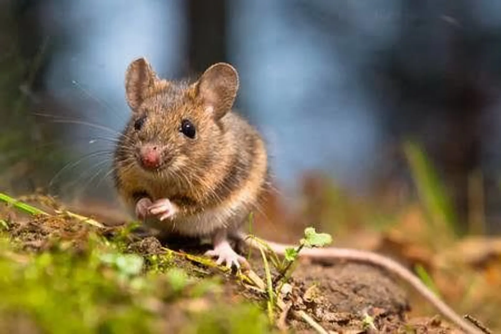 2020 Tahun Tikus Logam, Ini 4 Shio Yang Diprediksi Alami Kesialan