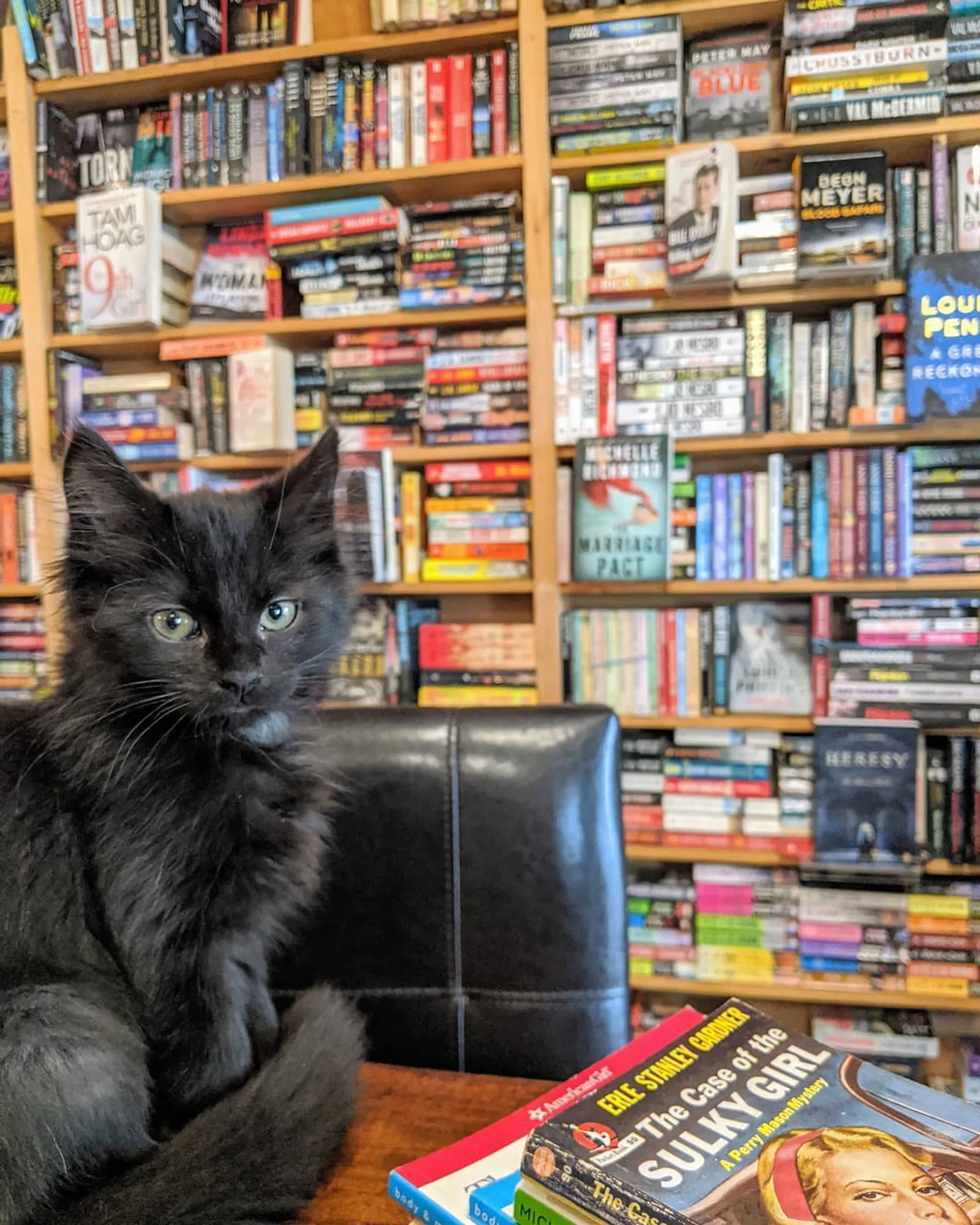 5 Fakta Serunya Membaca Buku Ditemani Kucing-Kucing Gemas di Kanada