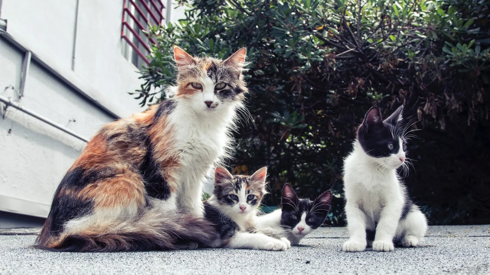 1 Rumah Punya 15, di Kota Ini Lebih Banyak Kucing Dibanding Manusianya