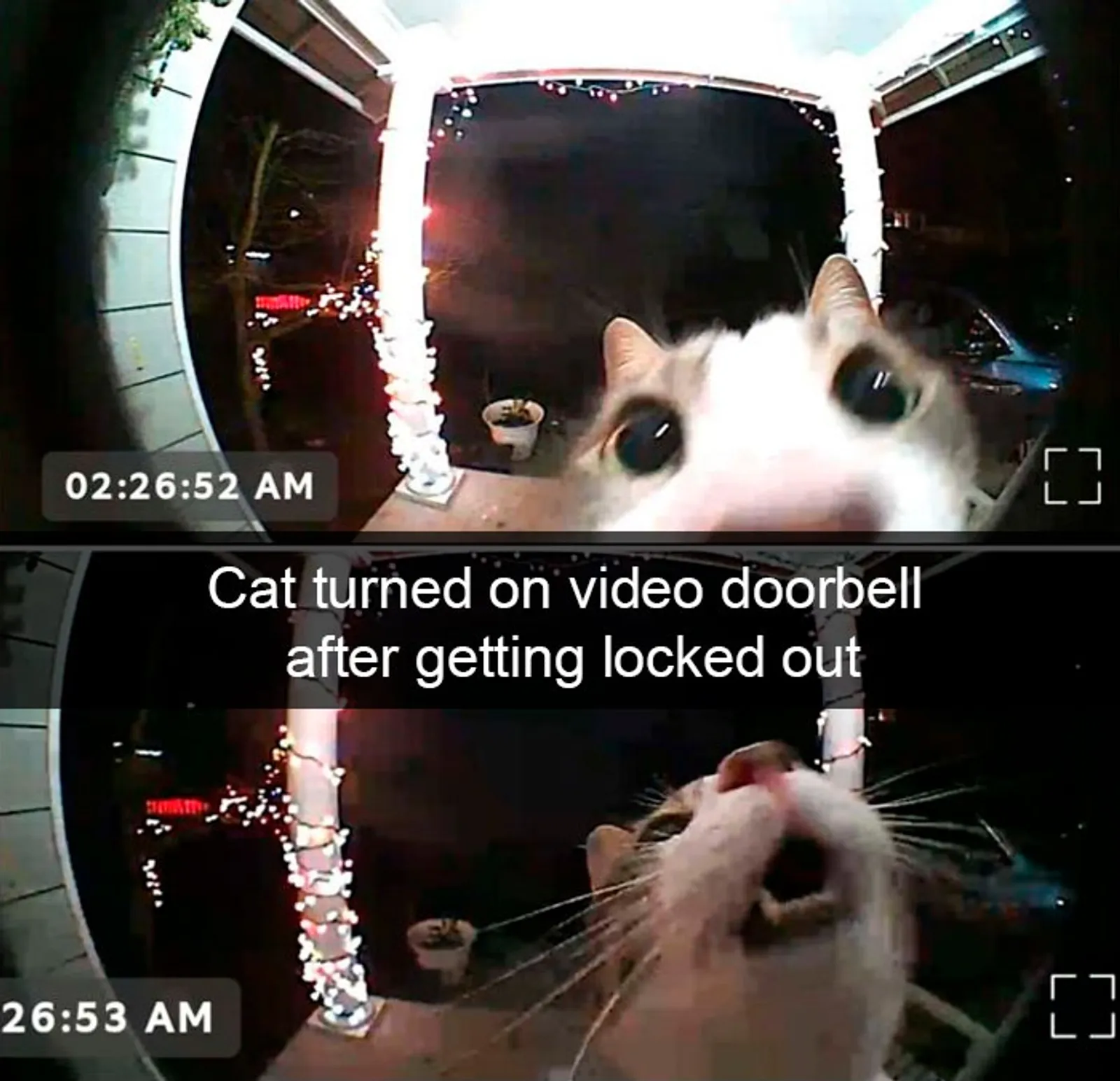 Gemas! Ini 12 Snapchat Lucu Saat Kucing Bertingkah
