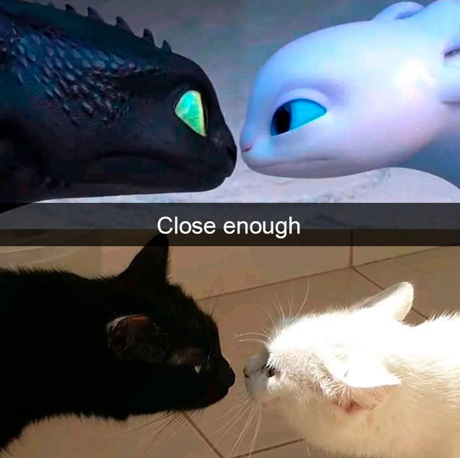 Gemas! Ini 12 Snapchat Lucu Saat Kucing Bertingkah