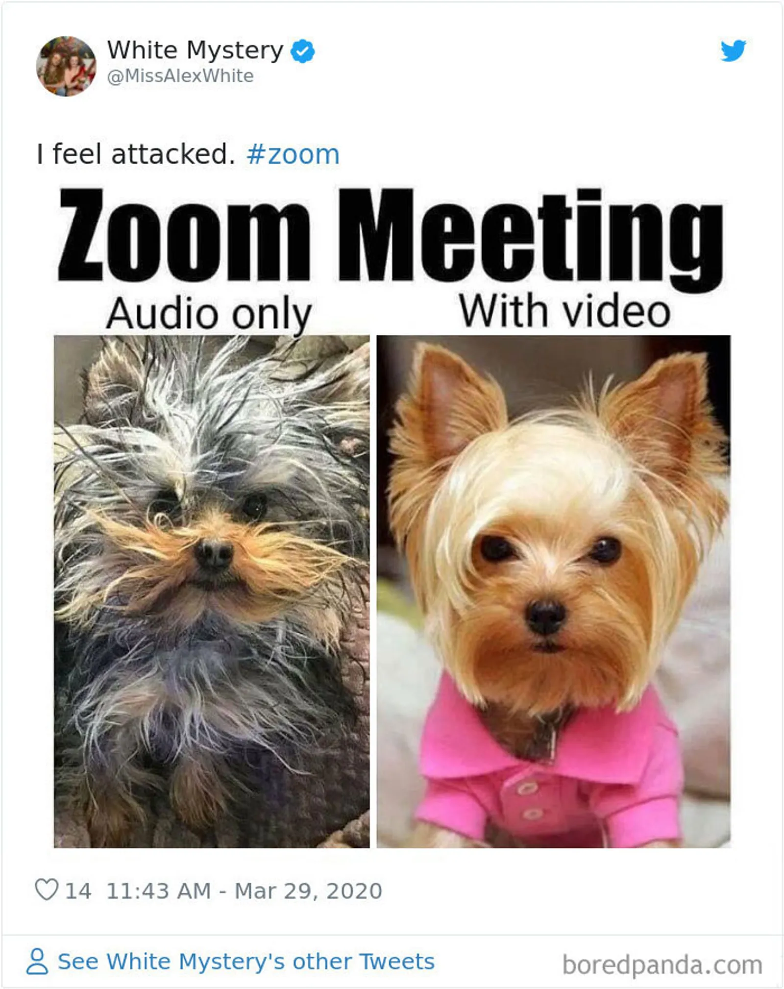 10 Foto Lucu Realitas Tentang Pertemuan di Zoom 
