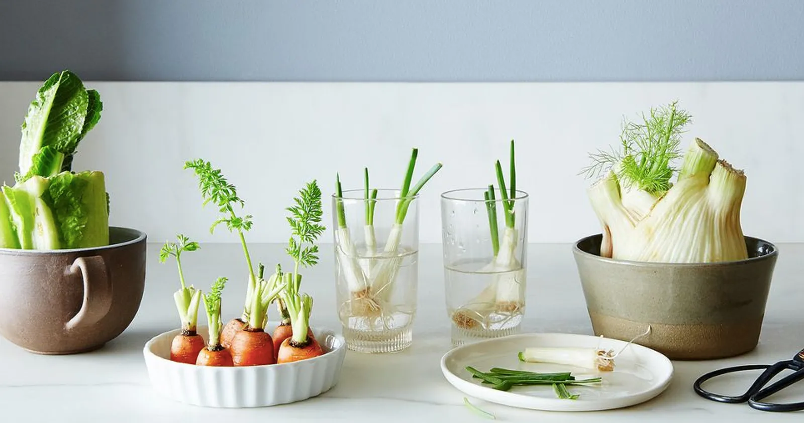 Belajar Berkebun Yuk! Sisa 8 Sayuran Ini Bisa Ditanam Lagi