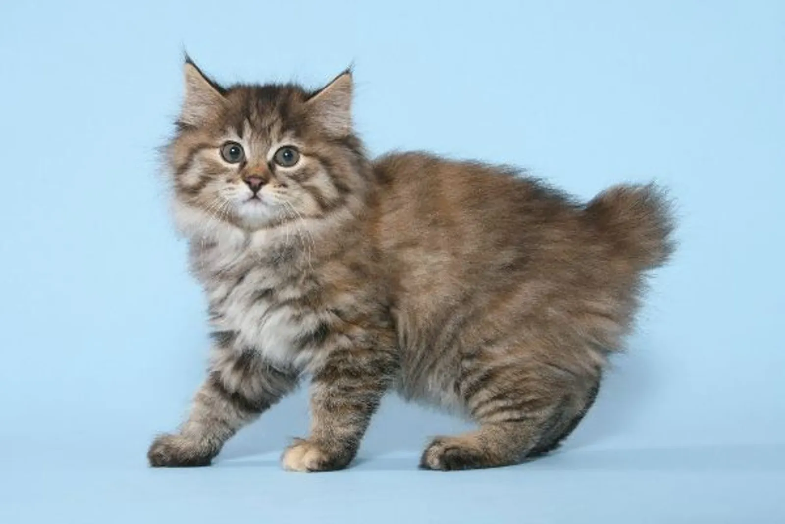 Mau Pelihara Kucing? Simak 12 Kucing Paling Langka di Dunia Ini Yuk!