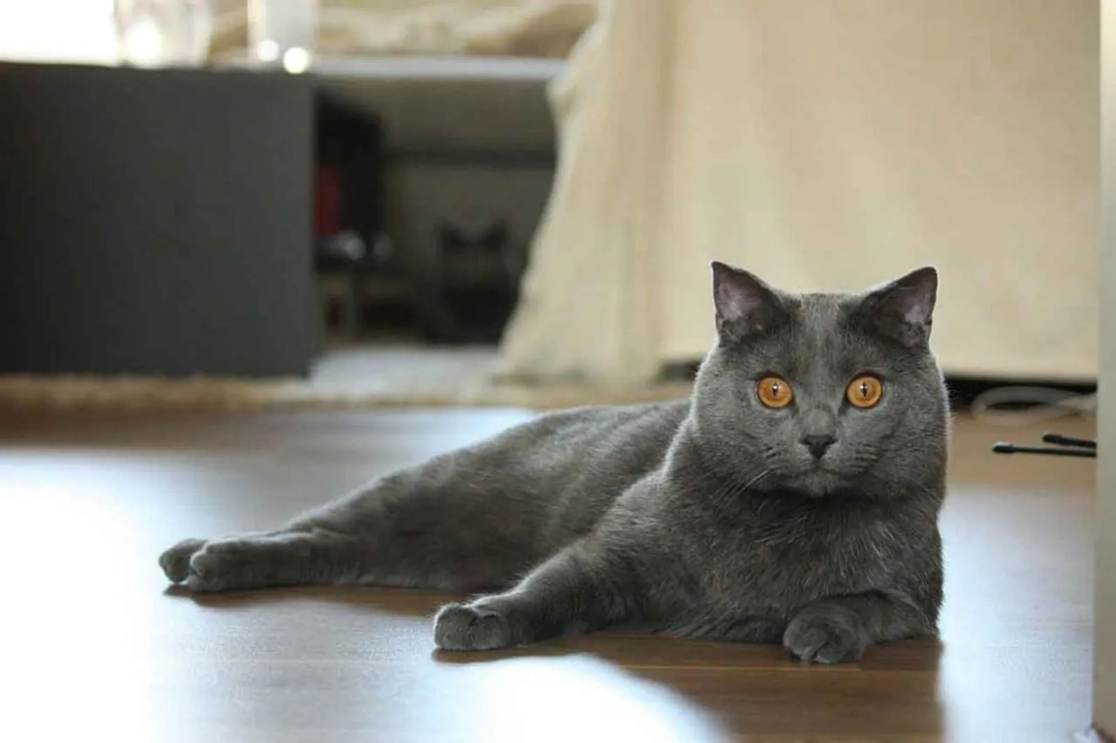 Mau Pelihara Kucing? Simak 12 Kucing Paling Langka di Dunia Ini Yuk!