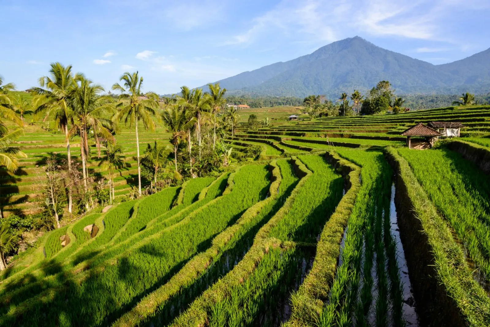 Masuk Google Doodle, Ini 5 Fakta Unik Subak Budaya Pertanian Bali