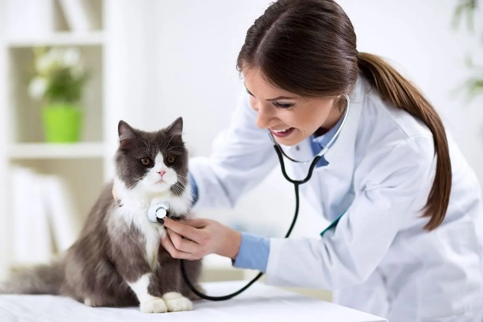 Sadar Nggak, 6 Tindakan Ini Berbahaya untuk Kesehatan Kucing Lho!