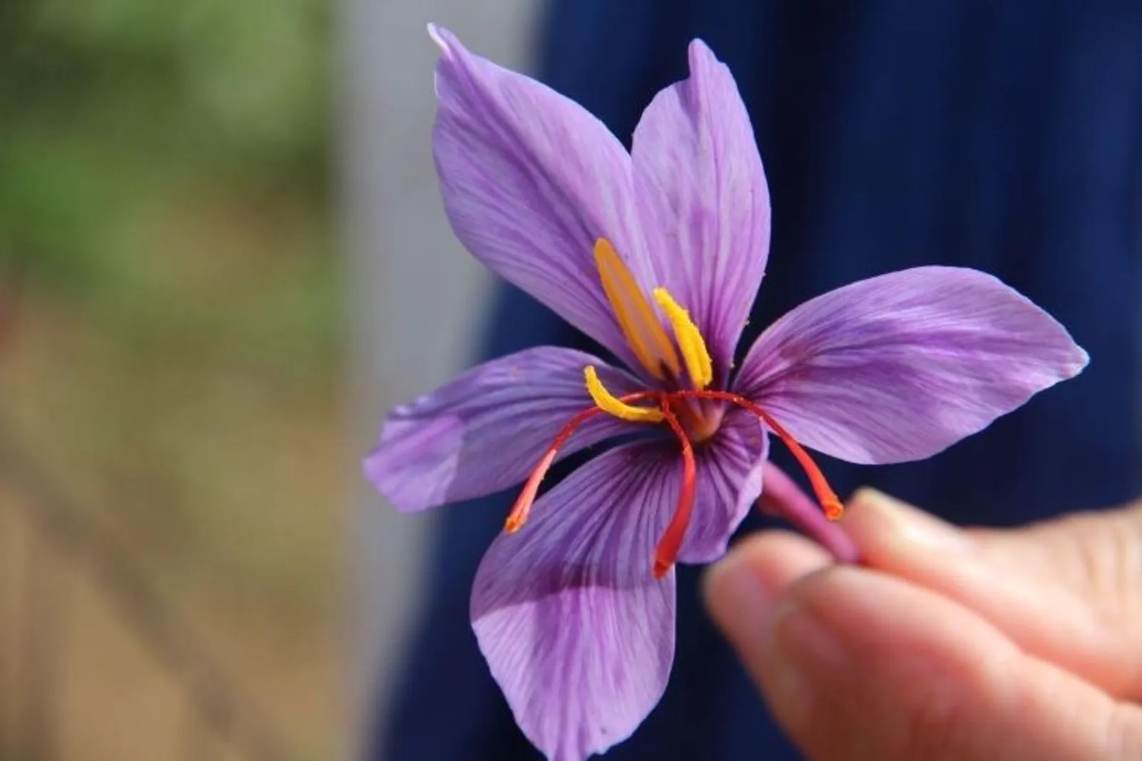 Baik untuk Kulit, Ini 5 Manfaat Kecantikan Bunga Saffron
