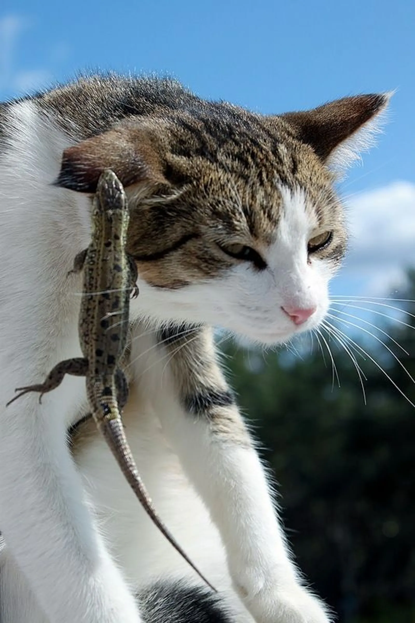 Kocak, Ini 11 Foto Lucu Tali Persahabatan Antara Kucing dan Kadal