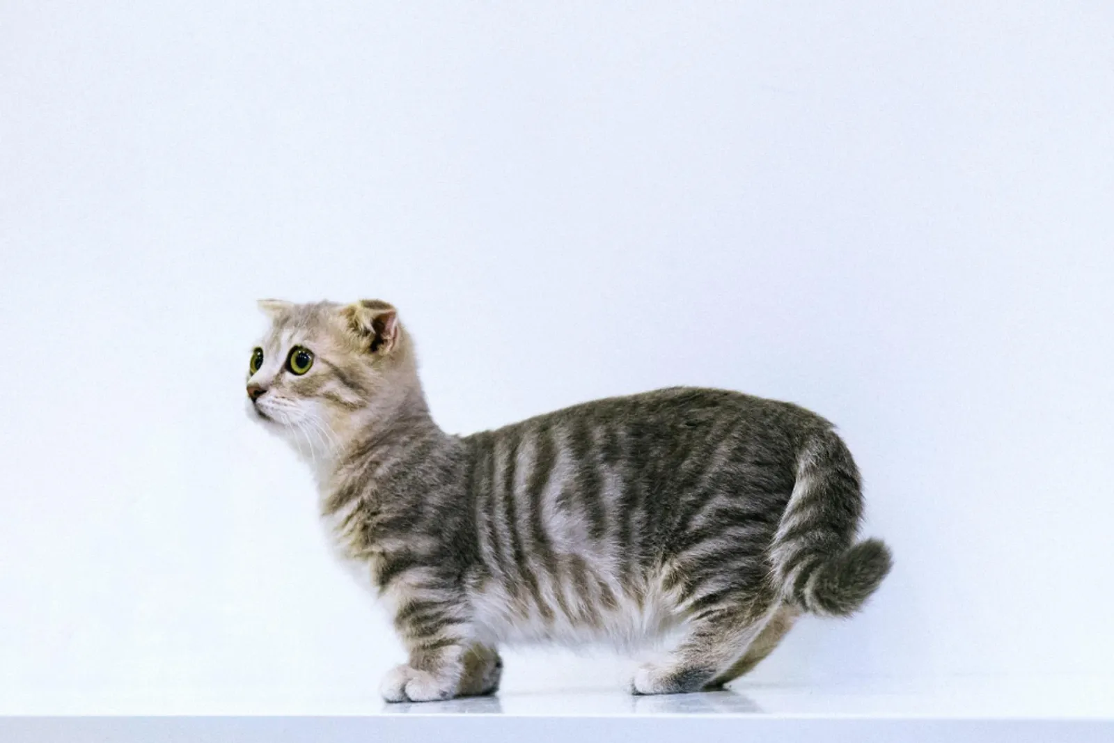 Unik dan Berkarakter, Ini 7 Cara Merawat Kucing Munchkin