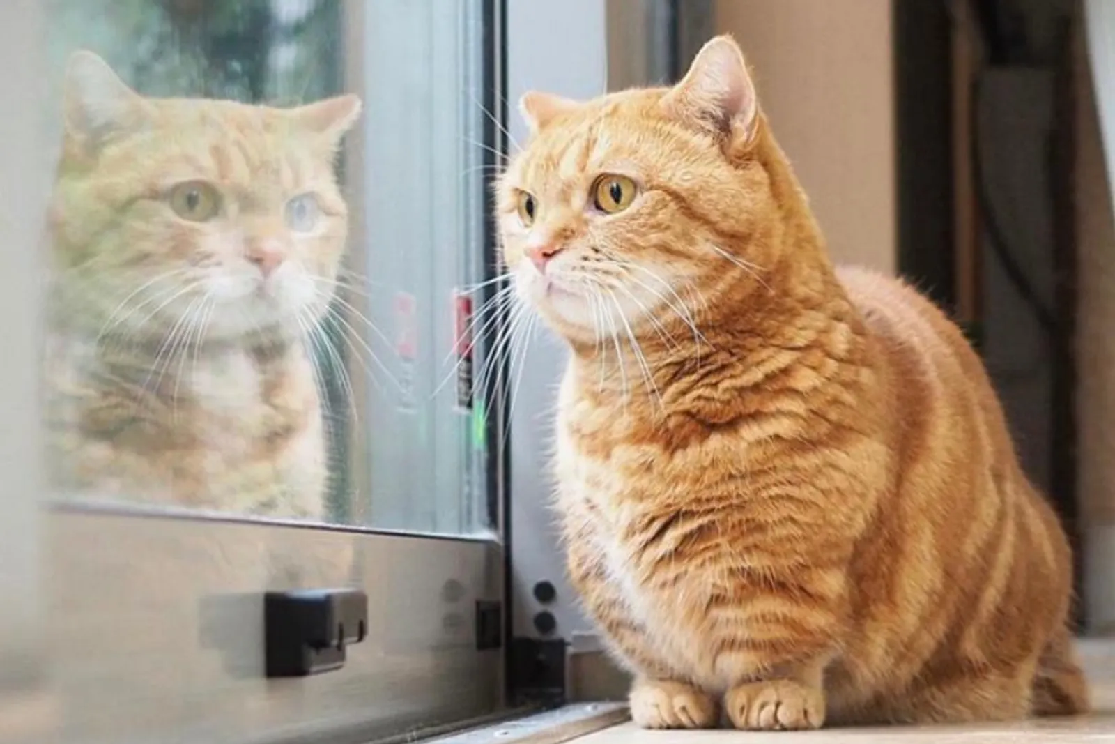 Unik dan Berkarakter, Ini 7 Cara Merawat Kucing Munchkin