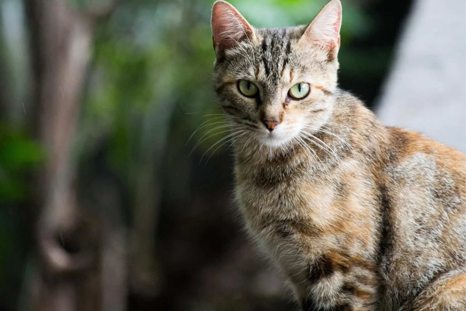 Selain Angora, Ini 12 Jenis Kucing Peliharaan Terfavorit dan Populer