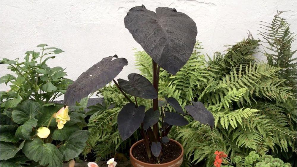 5 Rekomendasi Tanaman Berdaun Hitam yang Indah nan Eksotis Dipelihara