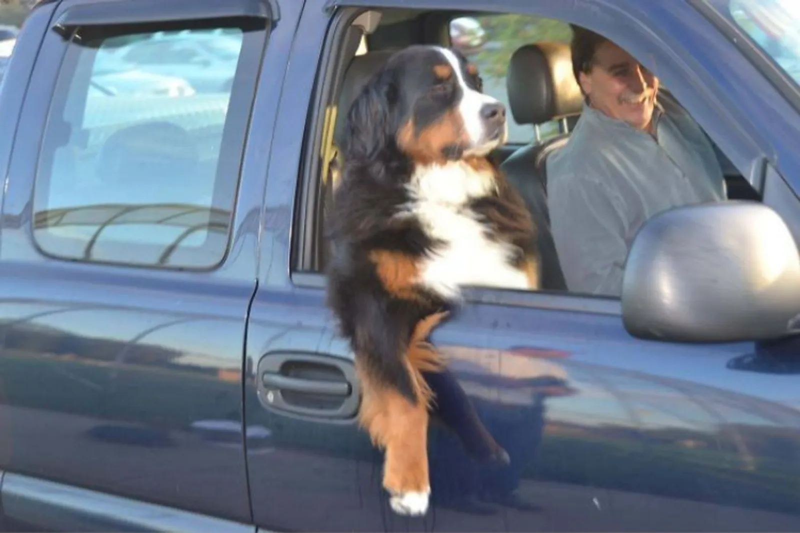 Sebel! 10 Tingkah Anjing Saat Berkendara Mobil Ini Bikin Gemas