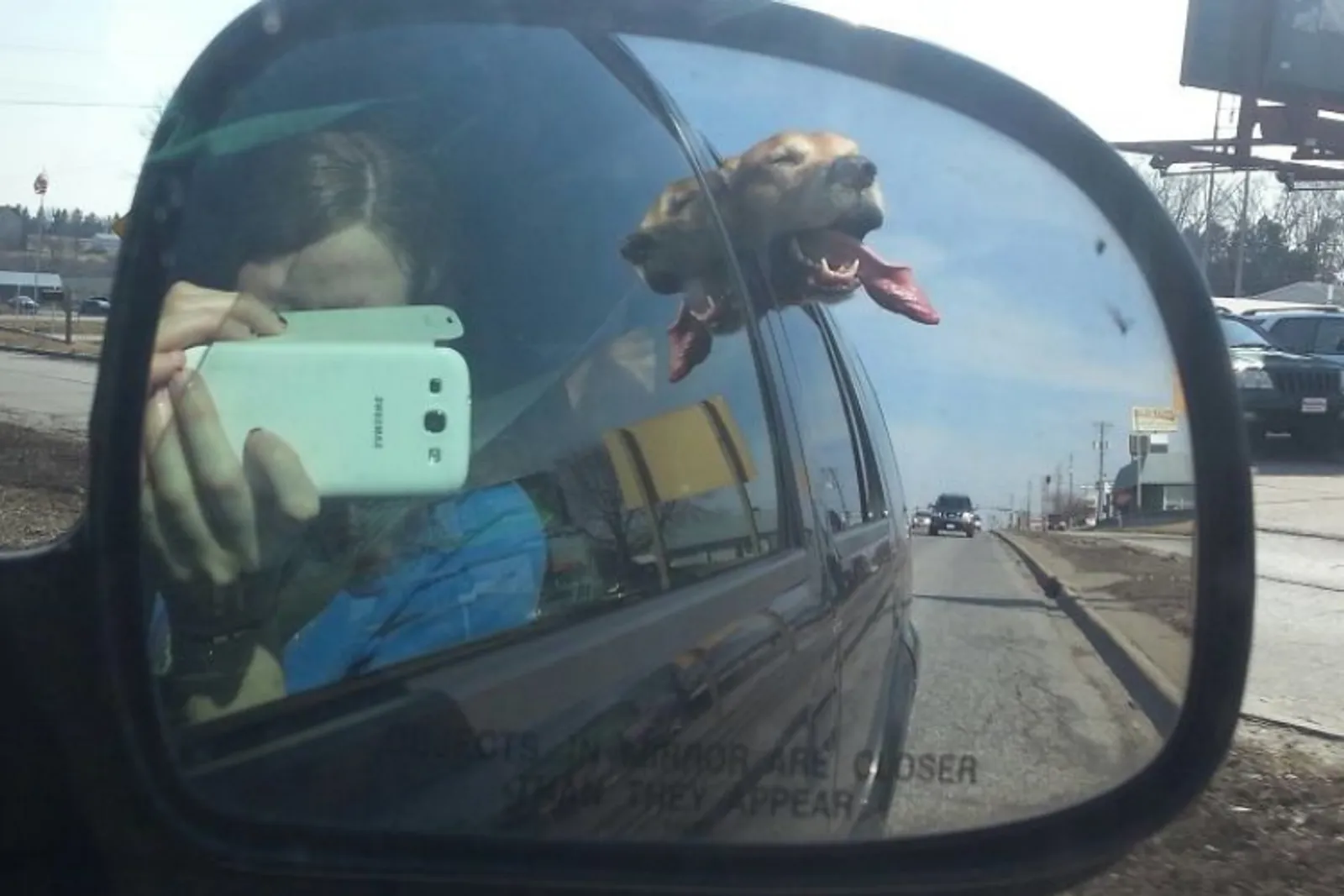 Sebel! 10 Tingkah Anjing Saat Berkendara Mobil Ini Bikin Gemas