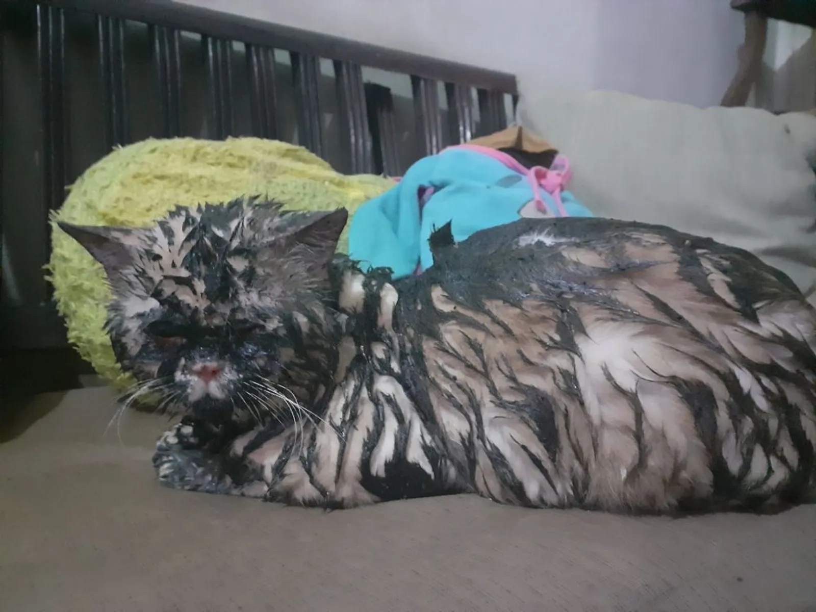 10 Potret Kesialan Kucing Setelah Kecebur Got, Kotor Tapi Tetap Lucu!
