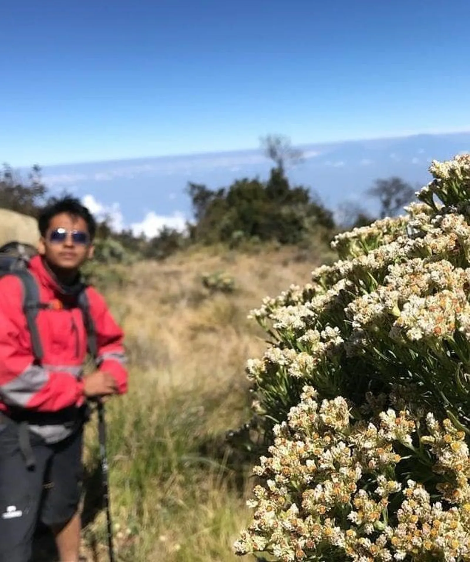 10 Tempat Terindah untuk Melihat Bunga Edelweiss di Indonesia