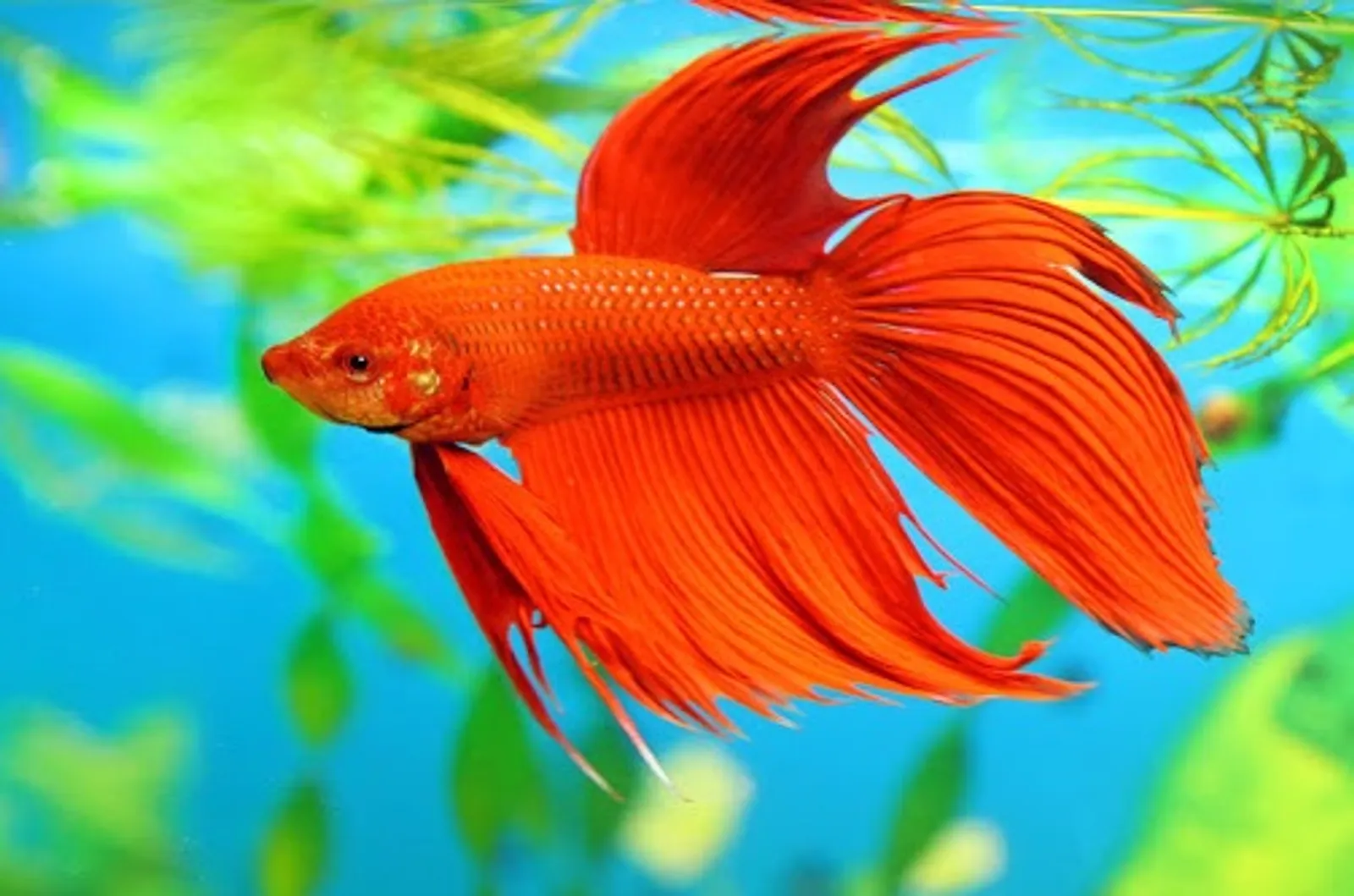 7 Cara Merawat Ikan Cupang Agar Ekor dan Siripnya Indah
