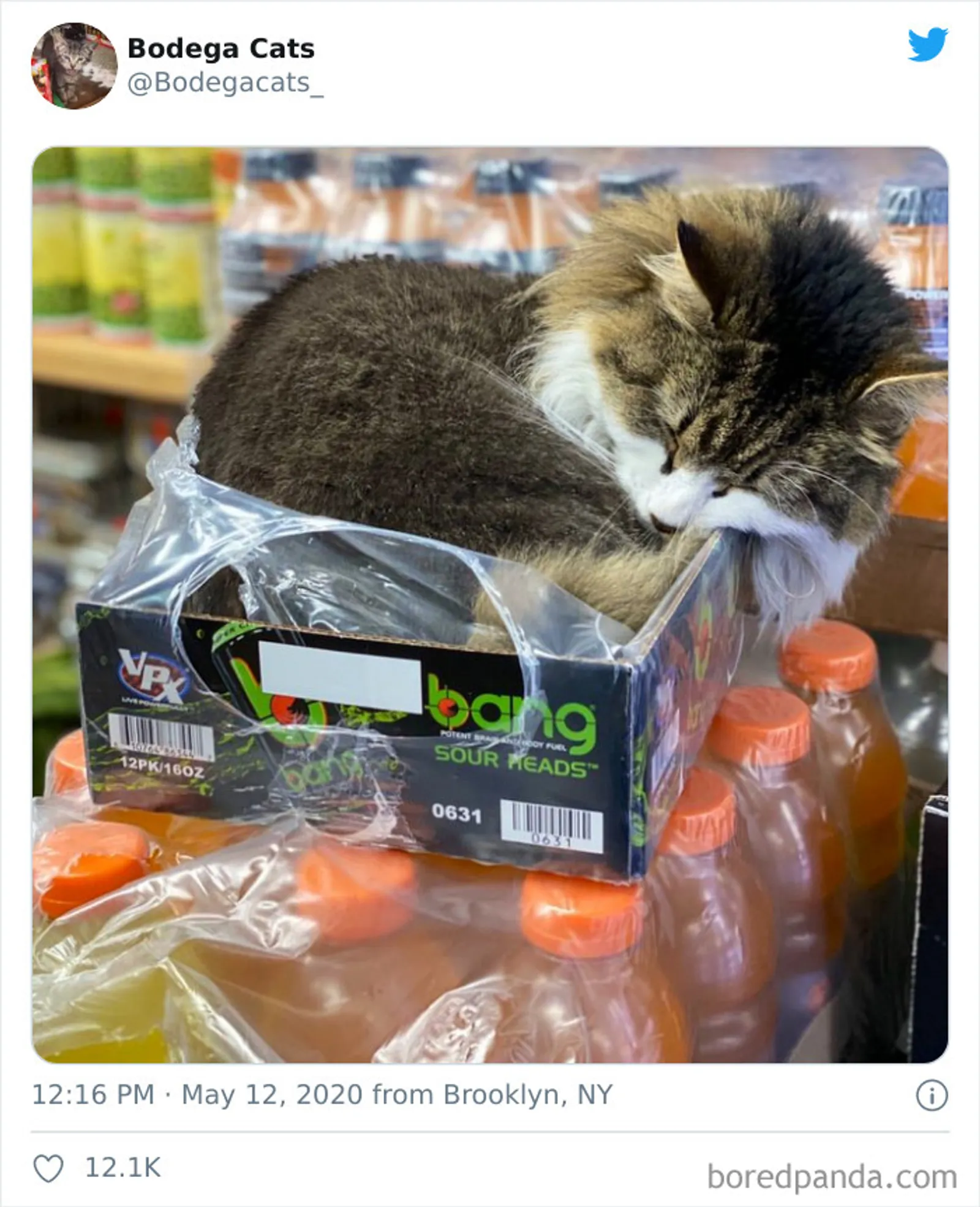 Badung Sekali, 11 Potret Lucu Kucing di Supermarket Ini Bikin Ketawa