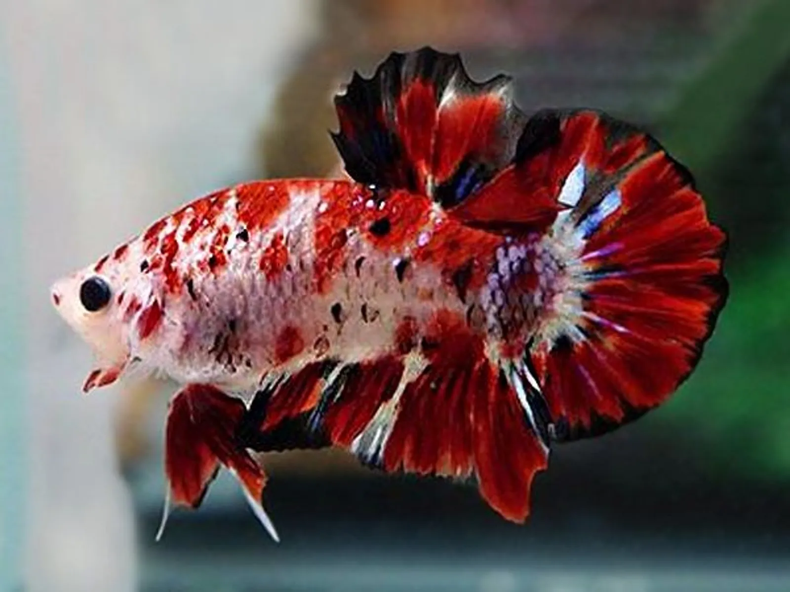 Jadi Koleksi, Ini 7 Ikan Cupang Termahal di Indonesia