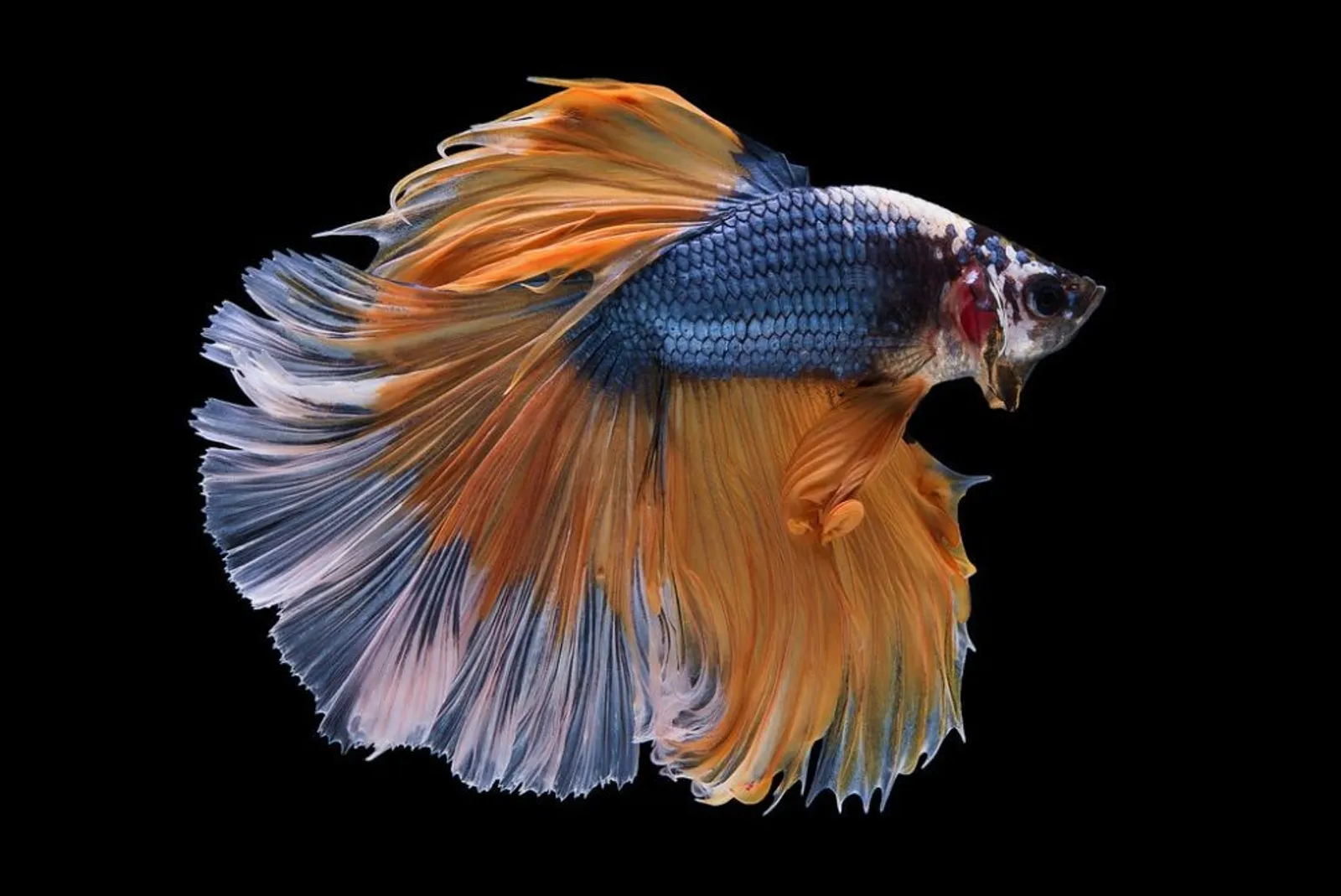 Jadi Koleksi, Ini 7 Ikan Cupang Termahal di Indonesia