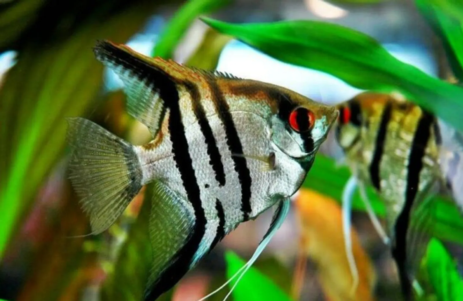 Ini 9 Ikan Hias Air Tawar Tercantik Yang Harganya Murah, Mulai Rp2.000